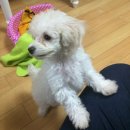 하얀강아지 이미지