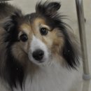 몽펫푸드 이미지