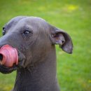 도그헤어 이미지