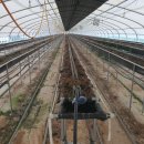 조광농장 이미지