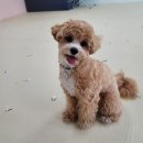 몽그루밍 이미지