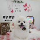포댕포댕 이미지