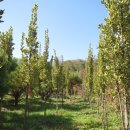 단풍나무 농장 이미지