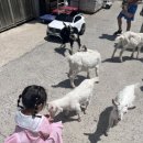 윤자목장 이미지