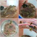 청개구리(삼남) | 2017 슈가베리 멜론체험 첫째주!!!