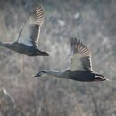 오리 날다 이미지