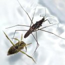 소금쟁이 이미지