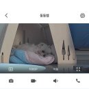 두그루 | 두그루 DOOGURU ㅣㅣ 강아지하우스 내돈내산 후기