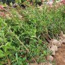 풍성농원 이미지