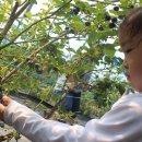 다희농원 이미지