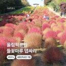 들꽃세상 | 올림픽공원 돗자리 들꽃마루 댑싸리 실시간, 위치