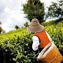 나무농장 이미지