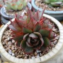 양진농장 이미지