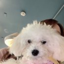 (주)피플펫 이미지