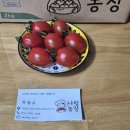 싱싱하고 맛있는 나랑농장 청년 농부 대추방울토마토