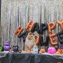 마이펫아카데미 이미지