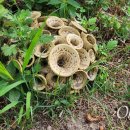 송죽축산 이미지