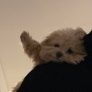 오히