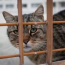 고양이이야기 이미지