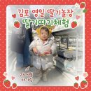 현대영일자동차 | [김포 아이와 가볼만한곳] 영일딸기농장 23개월 아기랑 딸기따기 체험 (주차, 꿀팁, 근처 맛집)