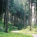 편백나무숲 이미지