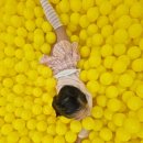 플레이원 | 내돈내산) 청주 플레이원 키즈카페 후기