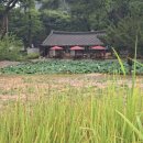 보덕사해우소 | 단아한 연꽃 피는 8월 초 단종 수호 사찰 영월 보덕사 순례) 해우소&amp; 목조아미타삼존불좌상 유명 사찰