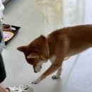 흙닮 이미지
