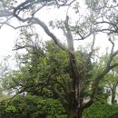 제주 도련동 귤나무류 이미지