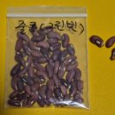 줄콩(그린빈).강낭콩(비넝쿨성)올해 마지막 씨앗나눔 합니다. 이미지