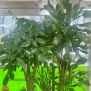 사랑방수제비 이미지