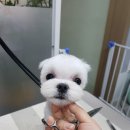 비비드그루밍 이미지