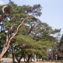 의성...수정사 오층석탑.부도