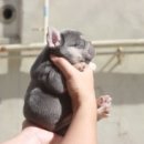 넥서스켄넬 이미지