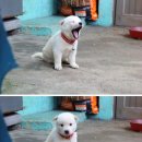 멍뭉 멍뭉 이미지