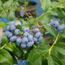 농업회사법인 금산로컬푸드(주) 이미지