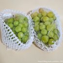 하명 | 리빌리지 샤인머스켓 후기, 영천과일 하명마을 10년이상배테랑농부의 고당도 포도