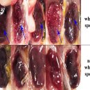 부세와 갈색둥근바리의 내장백색결절병(Visceral white nodules disease, VWND) 이미지