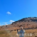 겨울 제주 여행 동쪽추천코스 용눈이오름 스타벅스 더제주송당파크R점 과 도토리숲제주 까지
