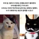고양이두마리 이미지