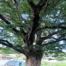 느티나무마을 이미지