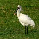 하얀날개 이미지