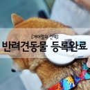 중앙-12(시청 상하수검침대행관리소 앞) | 서울시 반려견 등록 완료! 시바견 봄이 내장칩으로 변경했어요!!