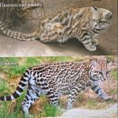 (주)선건축디자인 | 26-34. 800년전 버려진 멕시코의 테오티칸신전 유적지에 한국의 온돌방 유적이...