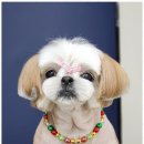 펫살롱케이 | 성정동애견미용 아이들 위한 맞춤 케어 미용실 후기