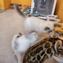 울산산업고등학교 | 울산 언양 신상 카페 냥아치카페 다녀온 후기 언양 아기랑 가기 좋은 고양이카페