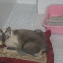 흑석24시동물병원 이미지