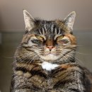 목욕하는 고양이 이미지