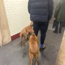 Pet's Tree | ep.19 Primrose Hill(ft. Camden market again)