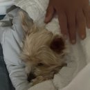 초롱이 7월 임보일기 이미지
